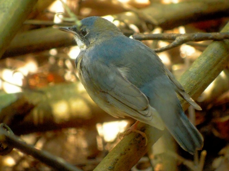 Siberian Blue Robin - ML84692861