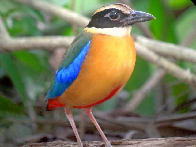 Blue-winged Pitta - ML84693101