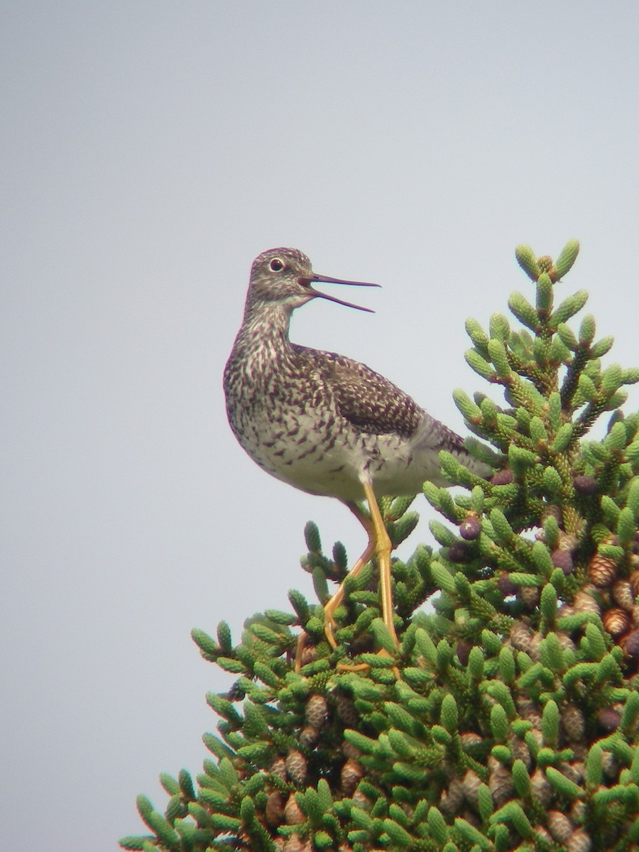 Greater Yellowlegs - Jean-François Rousseau