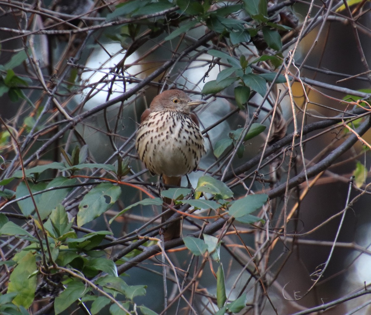 Brown Thrasher - ML84696601