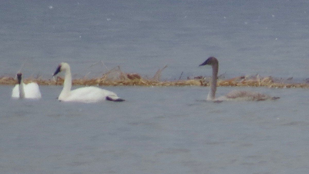 Trumpeter Swan - ML84697321