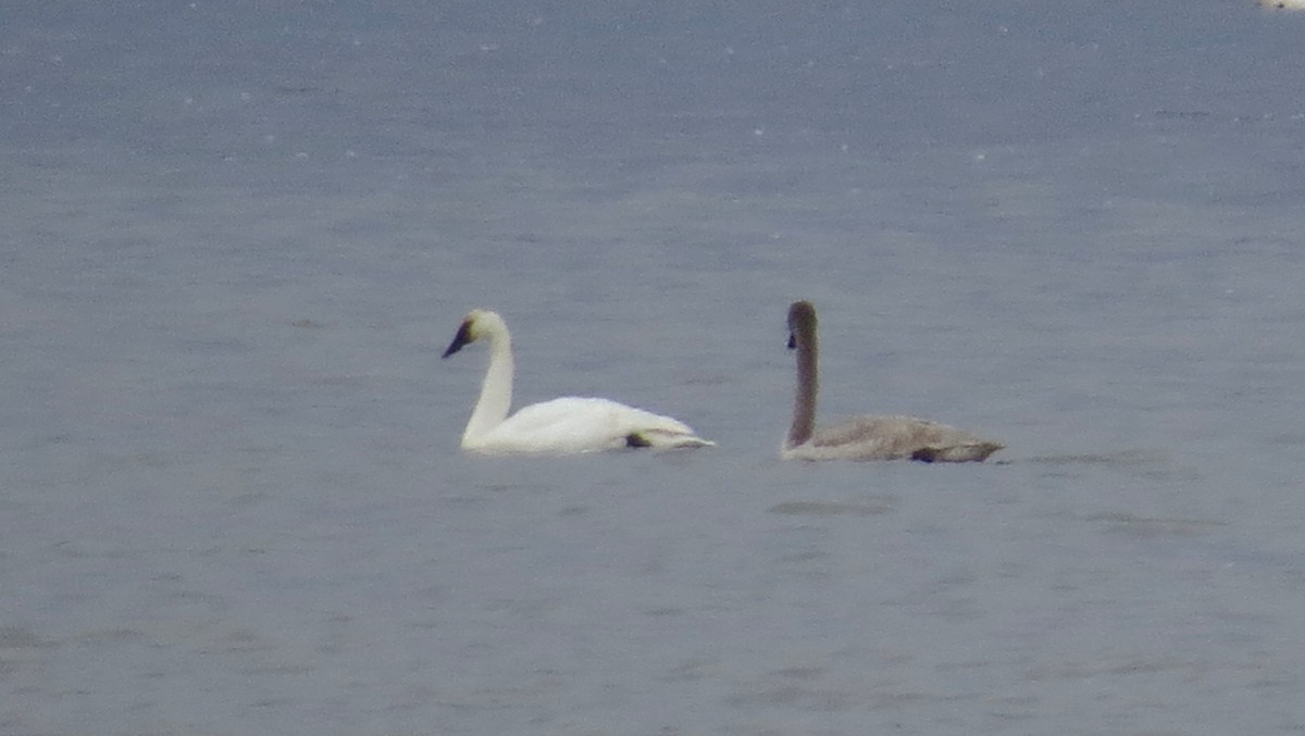 Trumpeter Swan - ML84697361