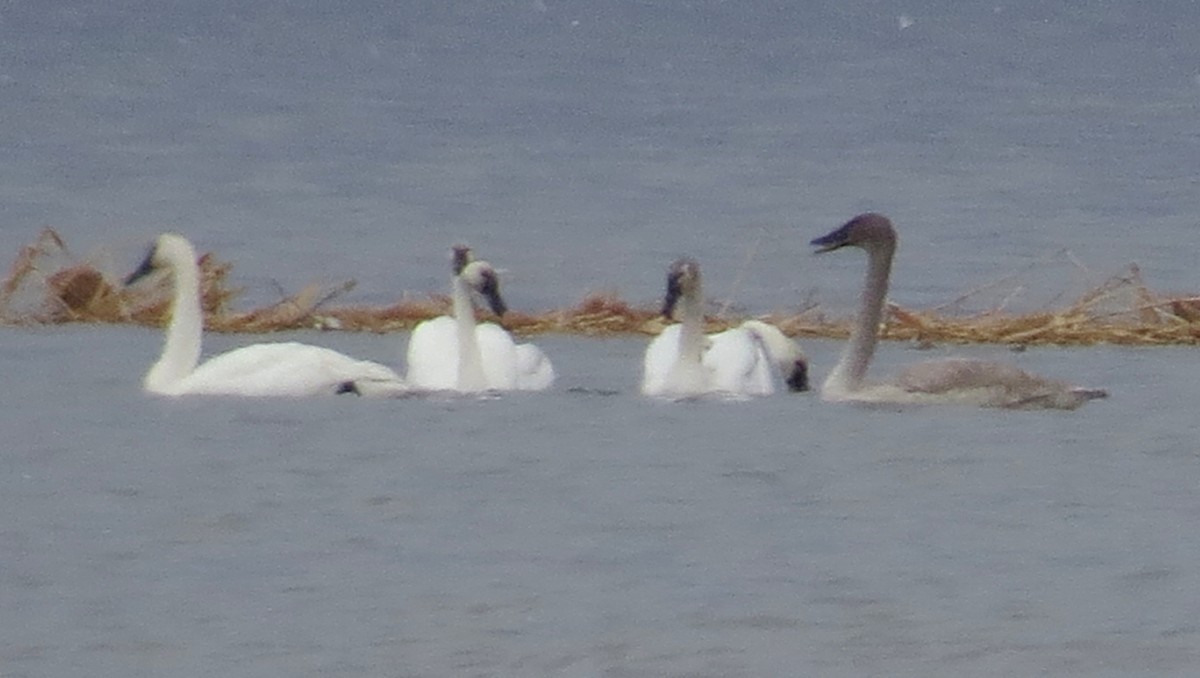 Trumpeter Swan - ML84697371