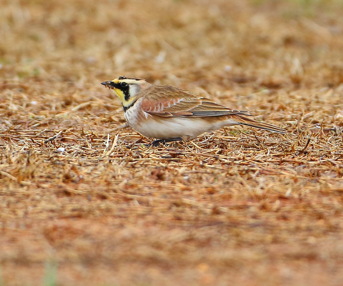 Horned Lark - ML84698061