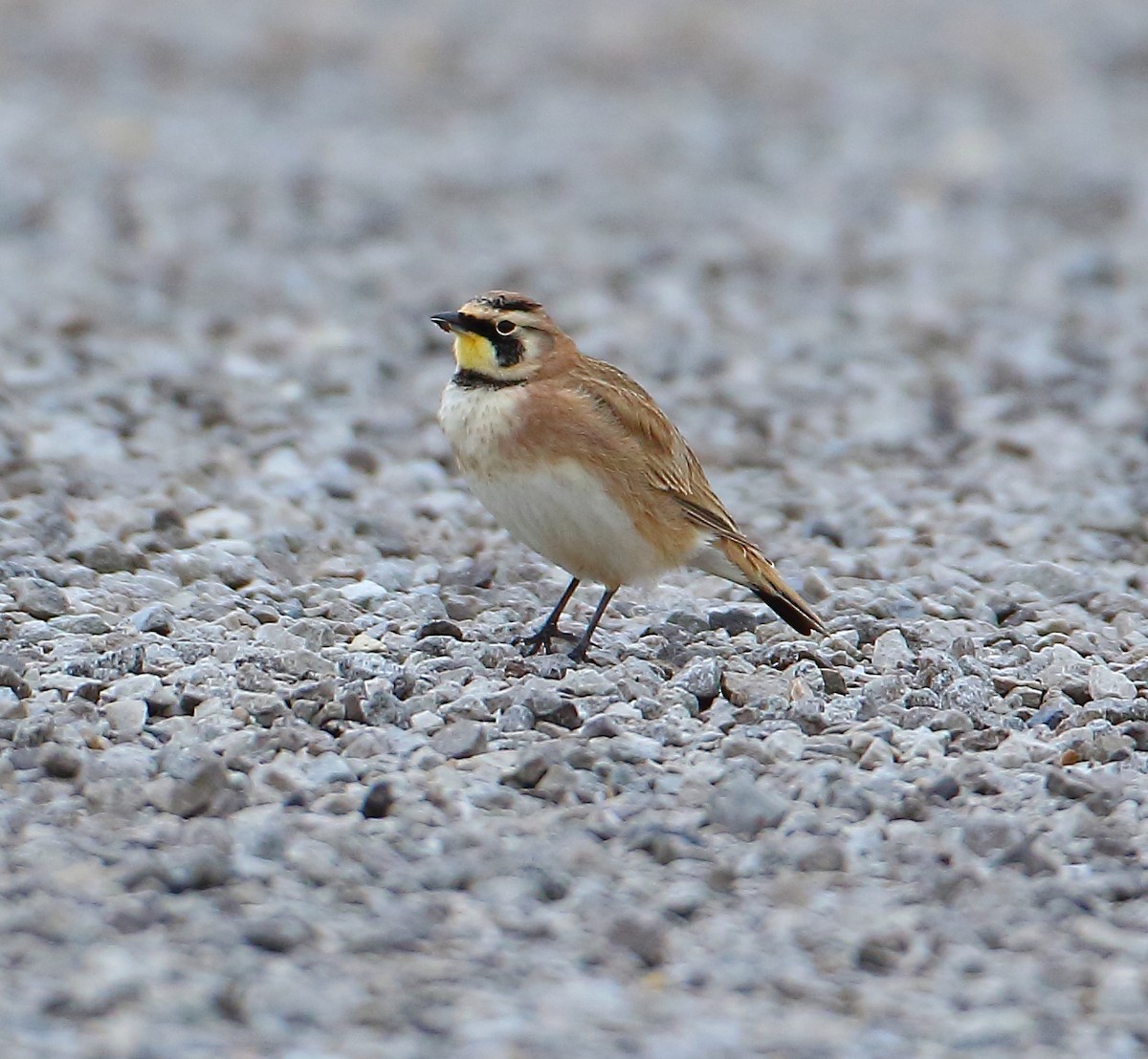 Horned Lark - ML84698101