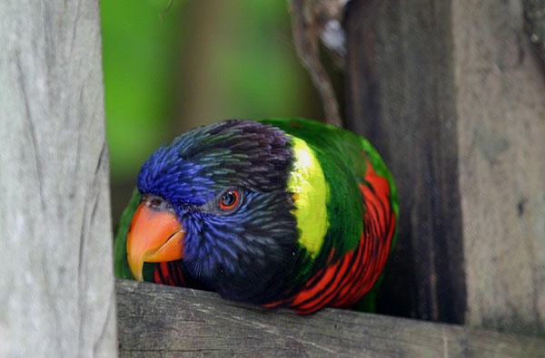 Coconut Lorikeet - ML84699011