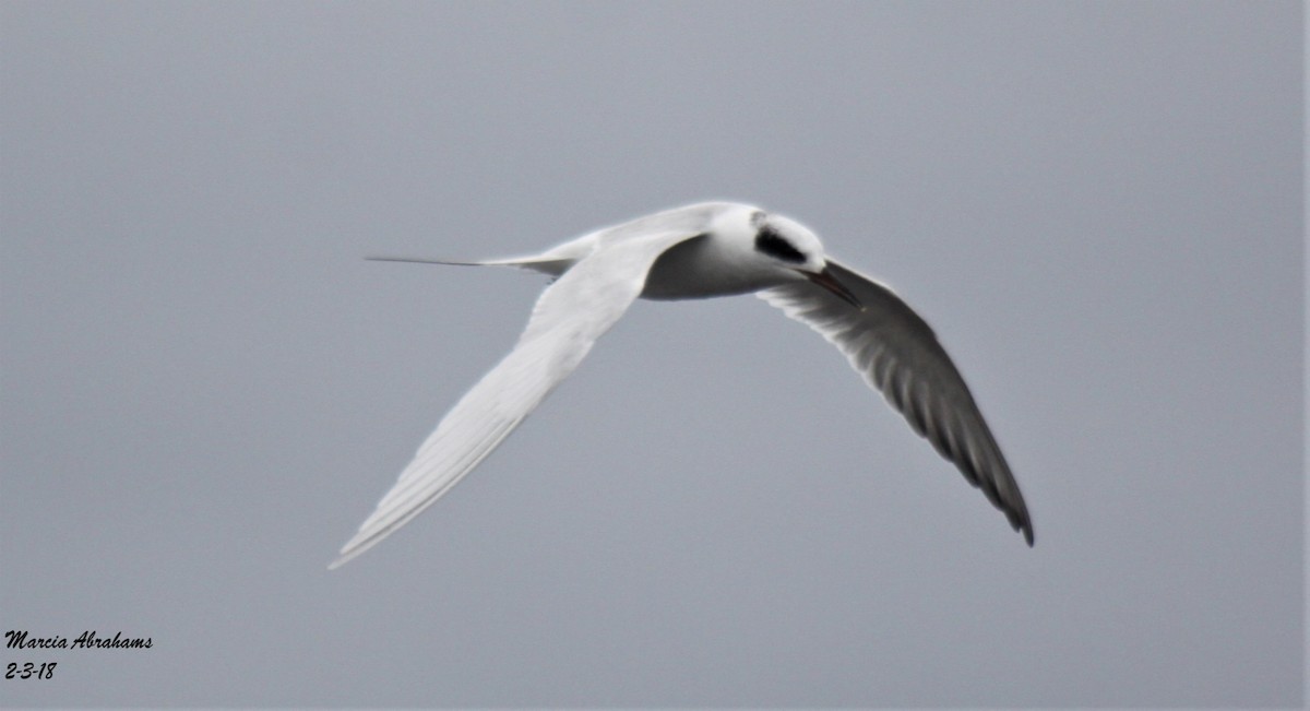 Forster's Tern - MA 2