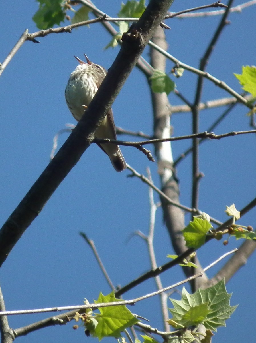Louisiana Waterthrush - ML84702021