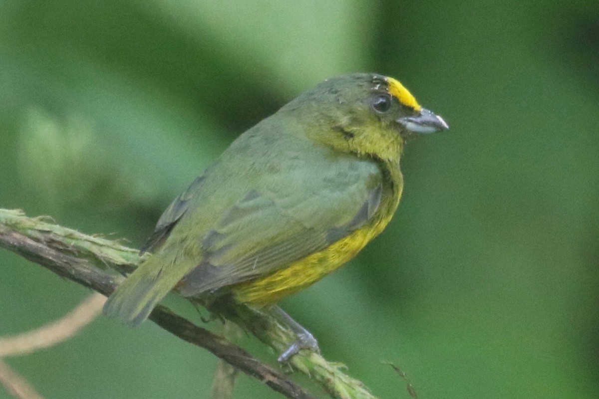 Olive-backed Euphonia - ML84703231