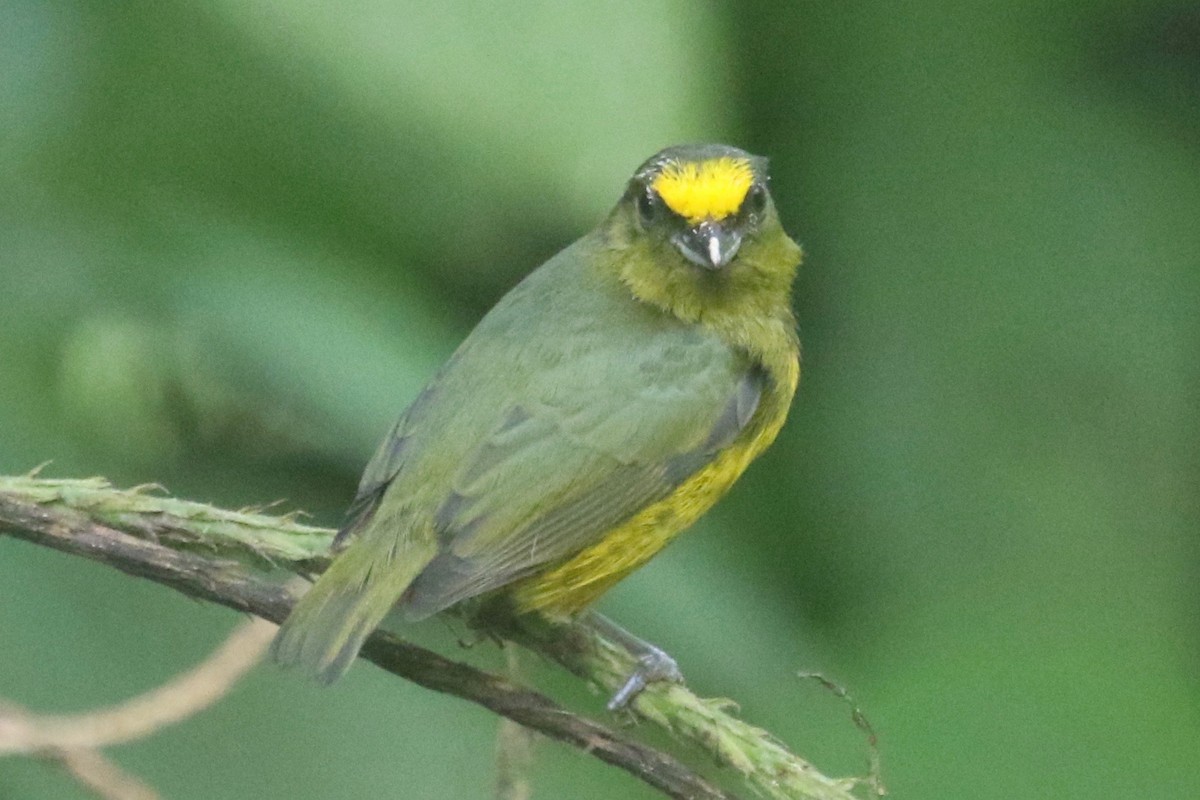 Olive-backed Euphonia - ML84703261