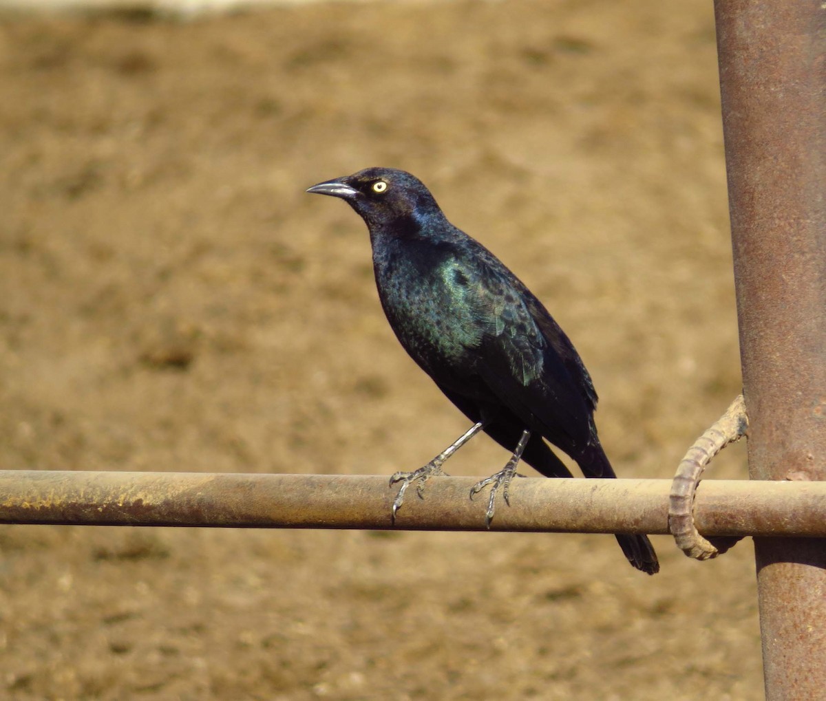 Brewer's Blackbird - ML84703841