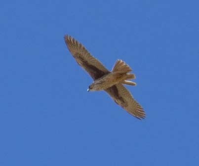 Prairie Falcon - ML84704131