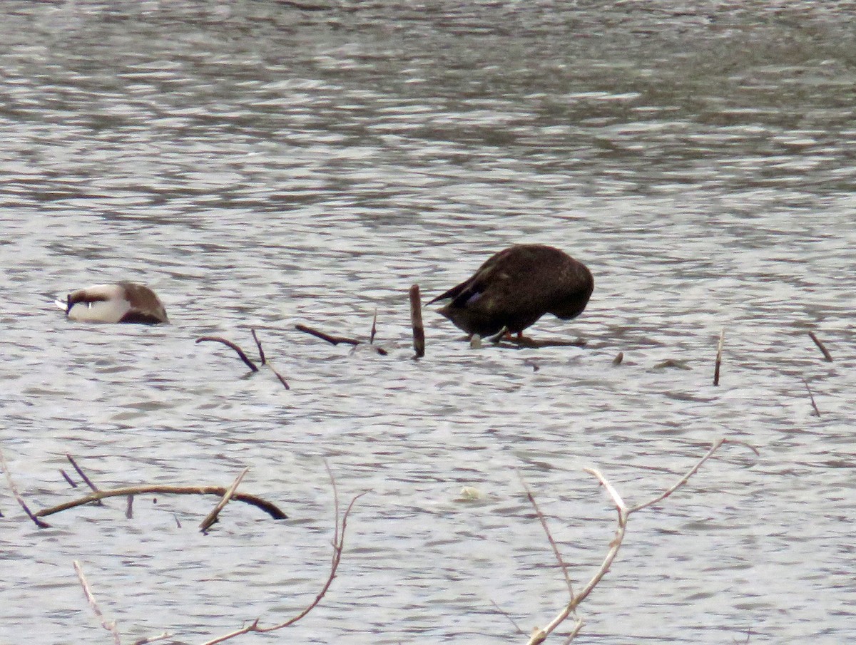 American Black Duck - ML84704171