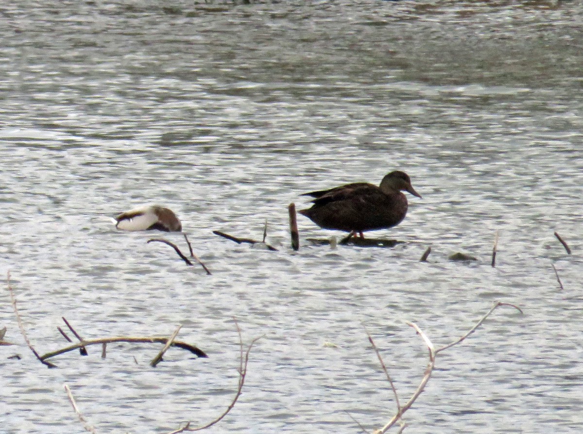 American Black Duck - ML84704181