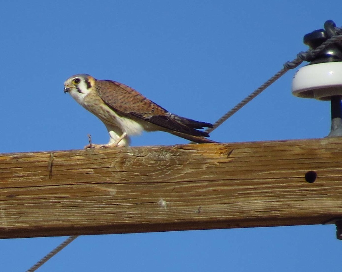 American Kestrel - ML84704221