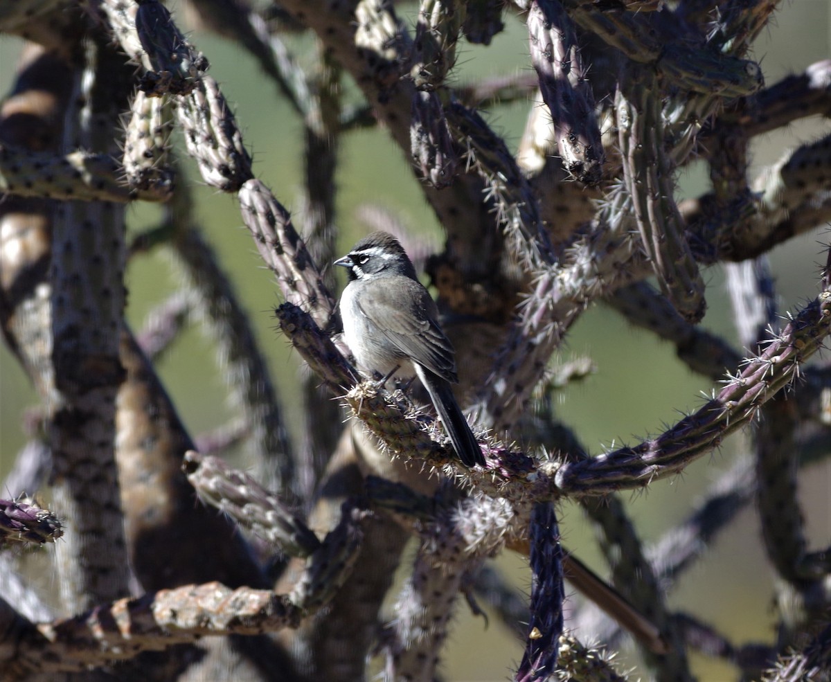 Black-throated Sparrow - Brenda Wright