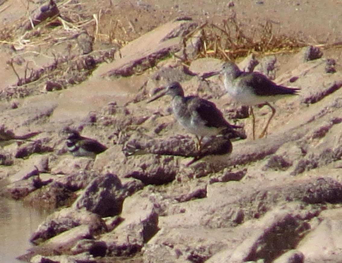 Greater Yellowlegs - ML84704401