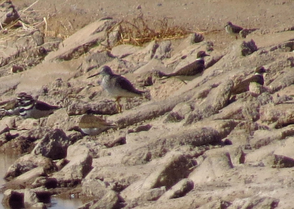 Greater Yellowlegs - ML84704421