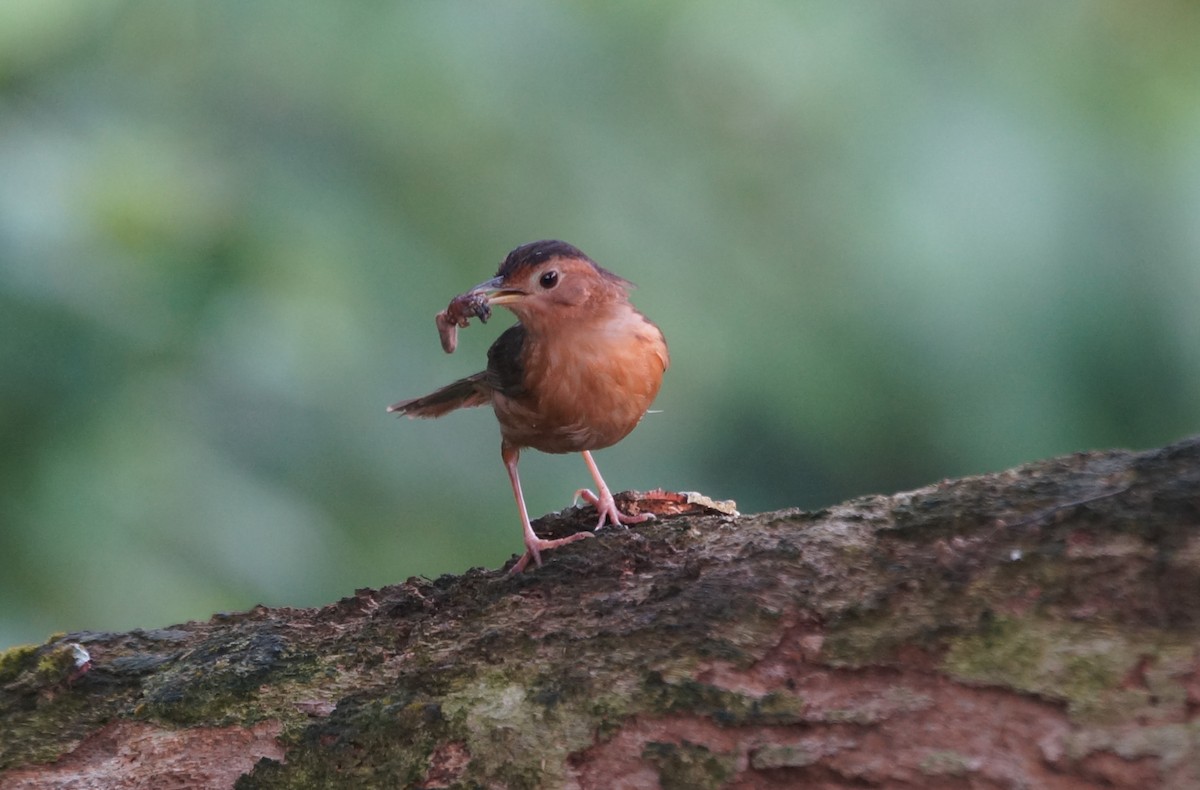 Brown-capped Babbler - ML84705011