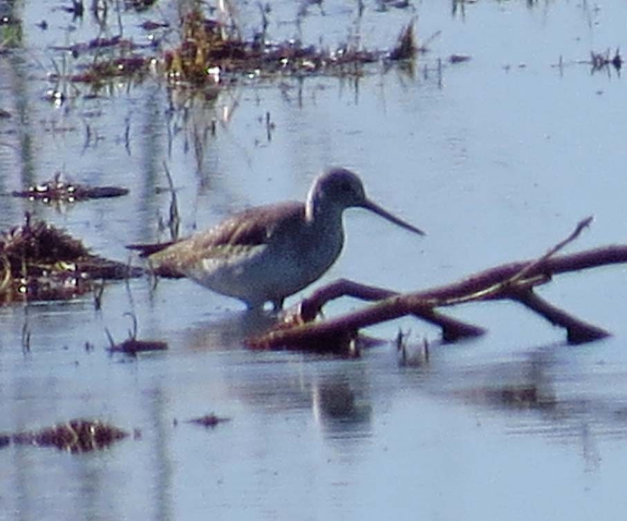 Greater Yellowlegs - ML84705981