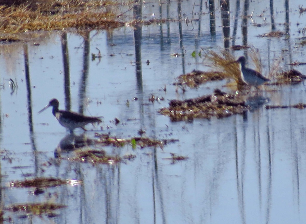 Greater Yellowlegs - ML84706031