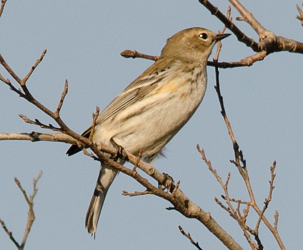 Yellow-rumped Warbler (Myrtle) - Robin Sowton