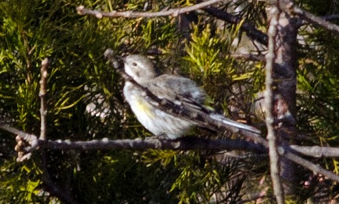 Yellow-rumped Warbler (Myrtle) - Robin Sowton