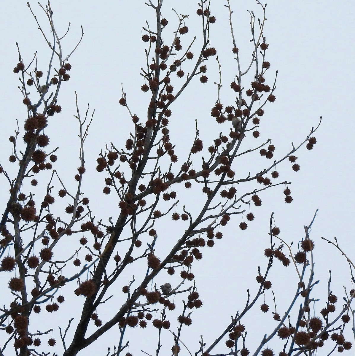Redpoll (Common) - ML84709631