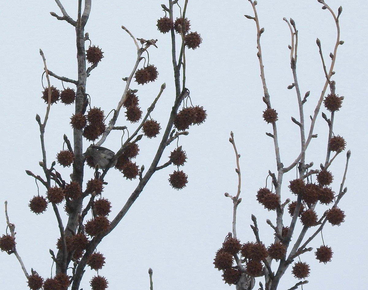Redpoll (Common) - ML84709641
