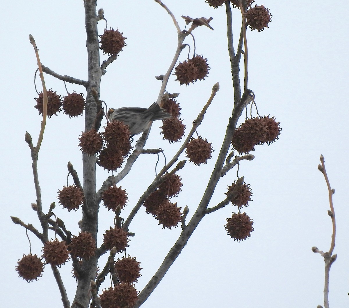 Redpoll (Common) - ML84709681