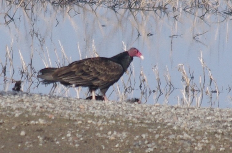 Turkey Vulture - robert beauchamp