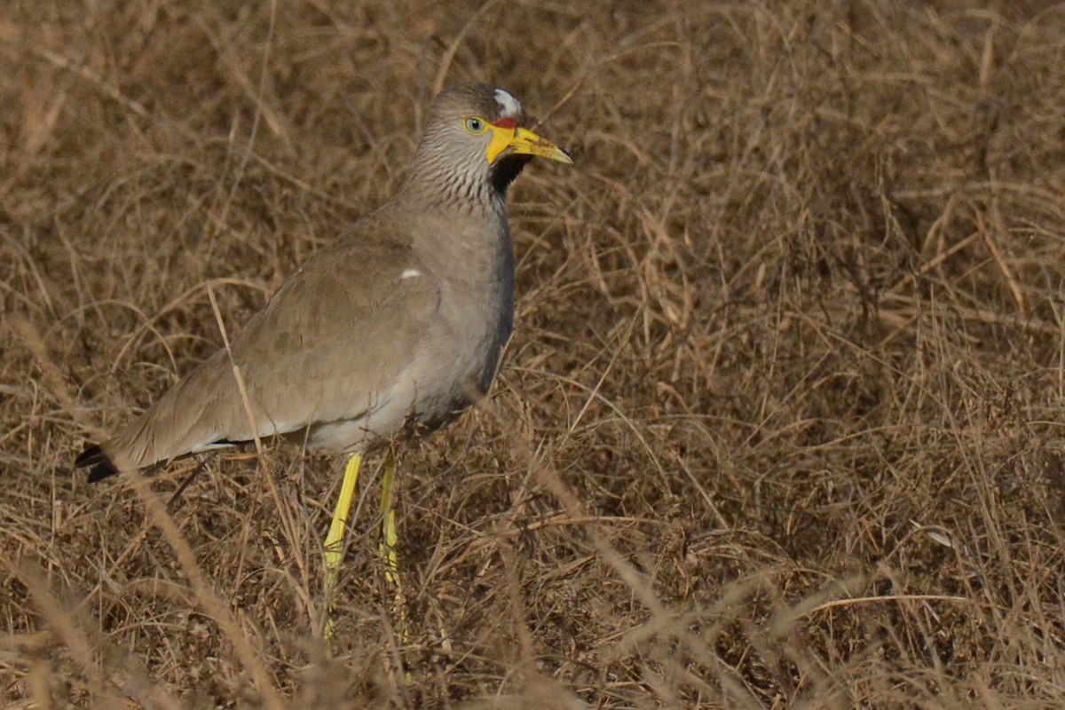 Wattled Lapwing - Marie O'Neill