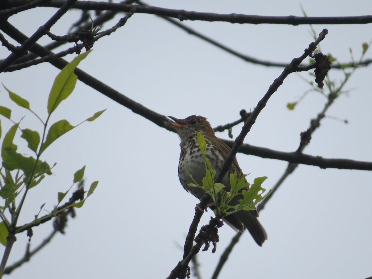 Wood Thrush - ML84710981