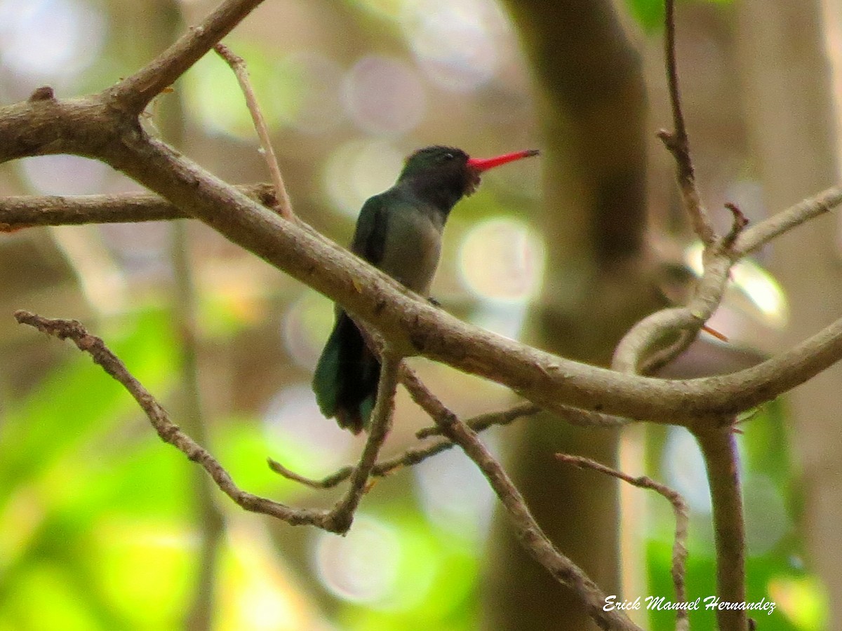 Blue-throated Goldentail - ML84711801