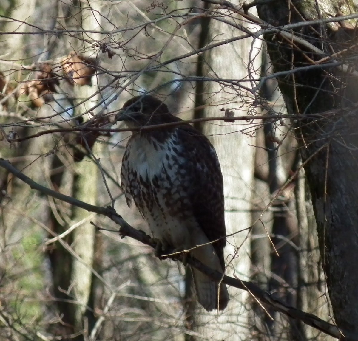 Red-tailed Hawk - ML84712041
