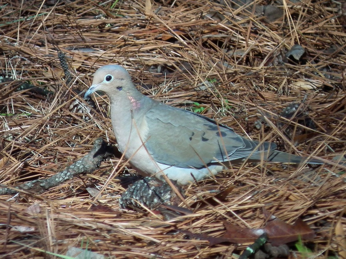 Mourning Dove - ML84712321
