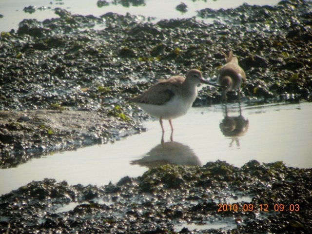 Terek Sandpiper - Ah Huay Peng