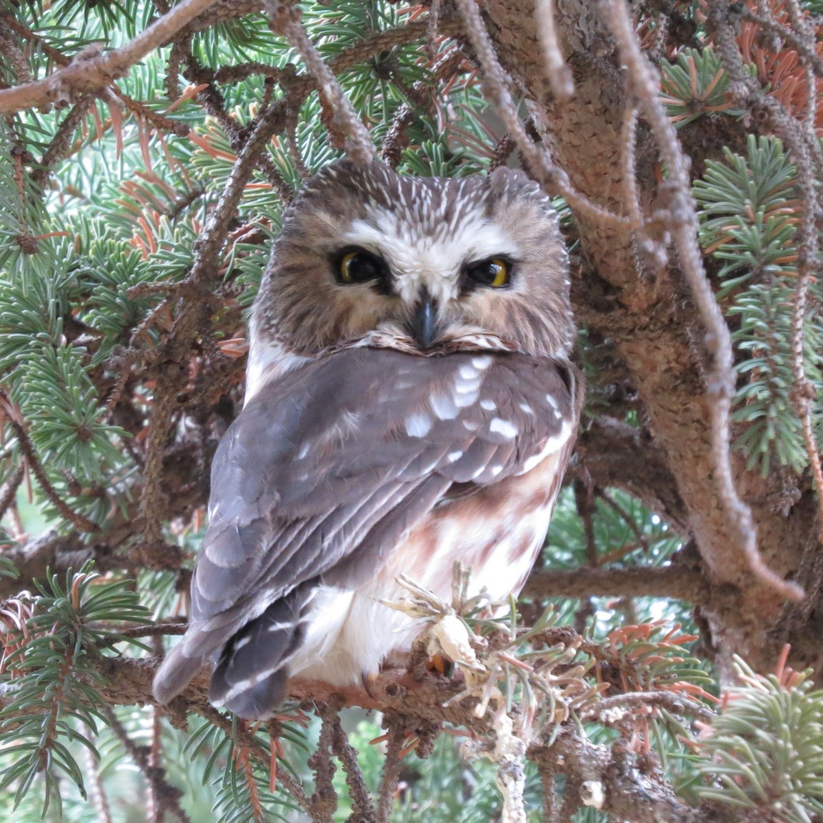 Northern Saw-whet Owl - ML84712451