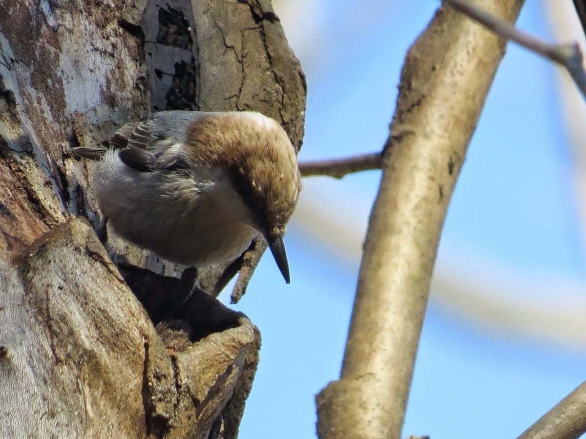Brown-headed Nuthatch - ML84713091