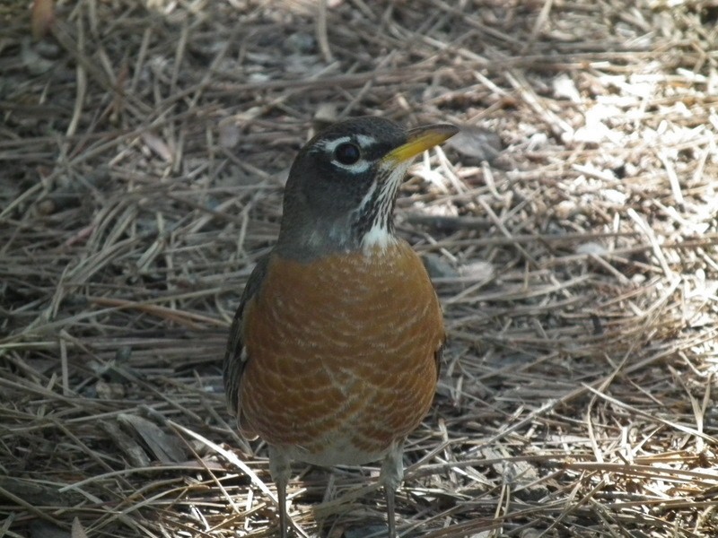 American Robin - ML84714431