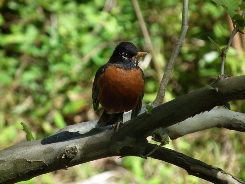 American Robin - ML84714441
