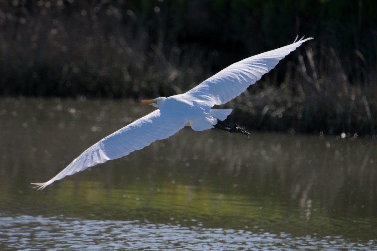 Great Egret - Mark Schulist