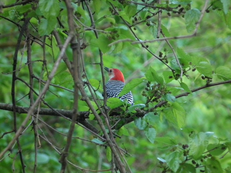 Red-bellied Woodpecker - ML84715501