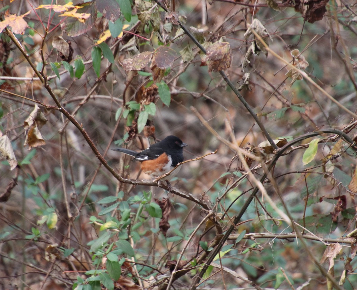 Eastern Towhee - ML84716151