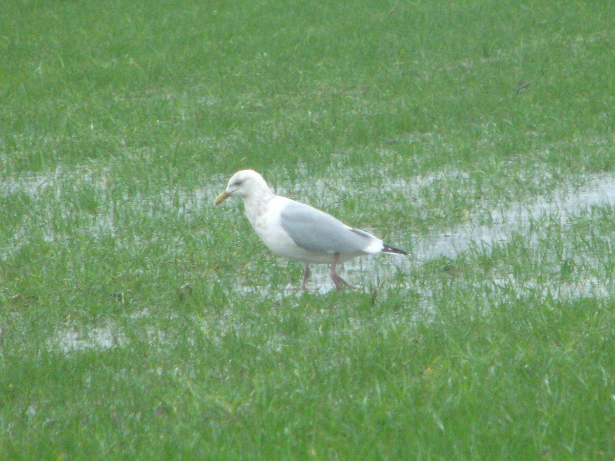 Herring Gull - ML84717321