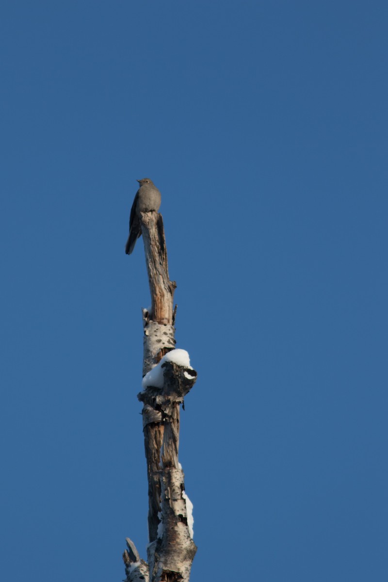 Townsend's Solitaire - ML84720091