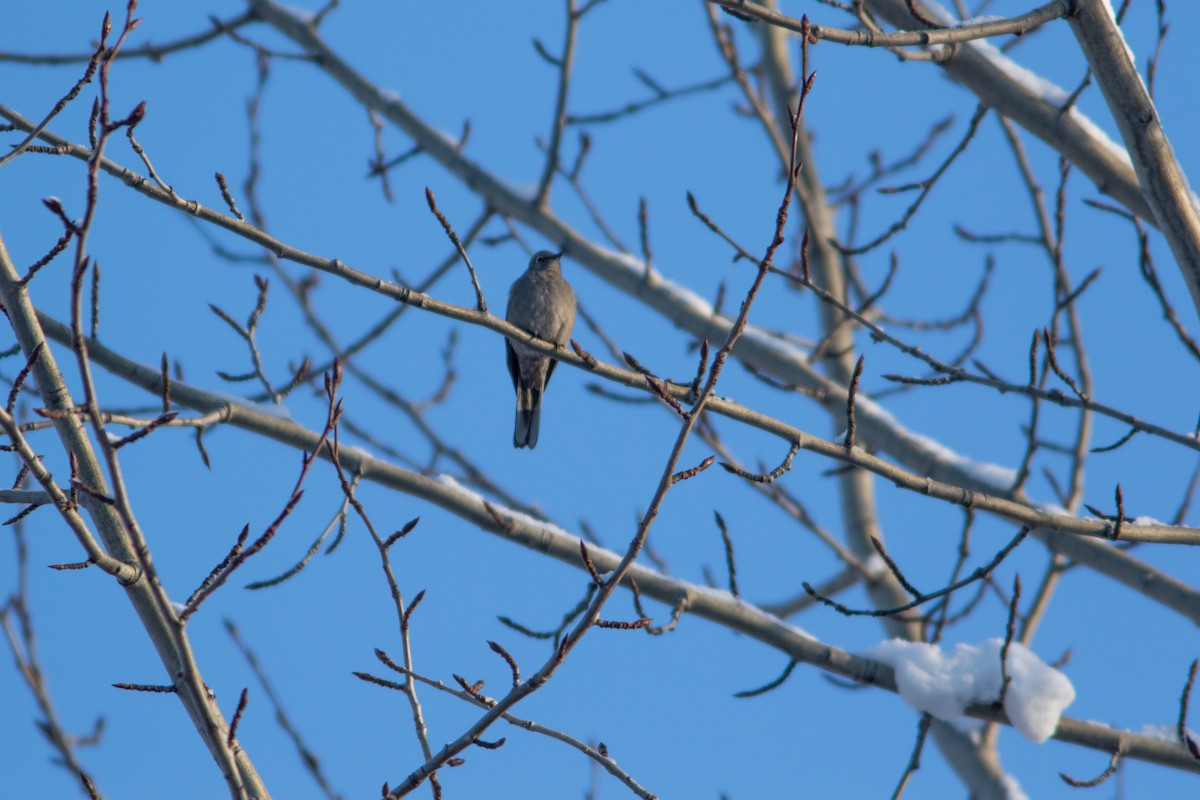 Townsend's Solitaire - ML84720111