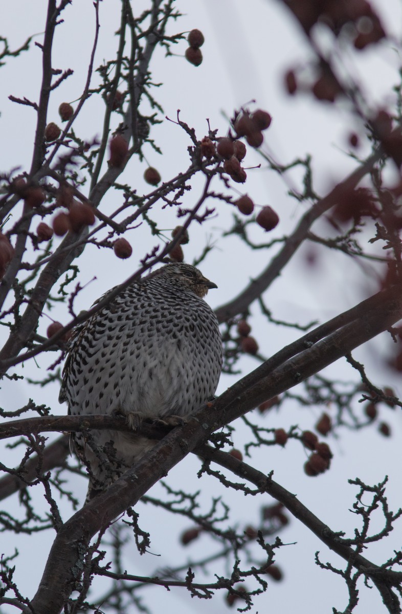 Sharp-tailed Grouse - ML84720421