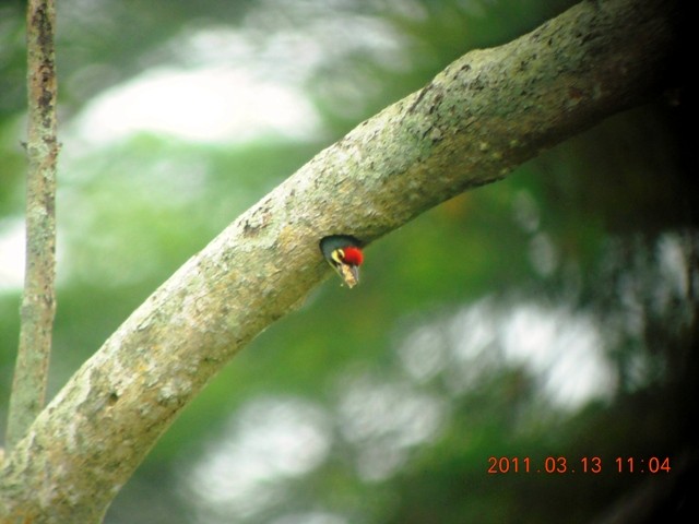 Coppersmith Barbet - ML84721351