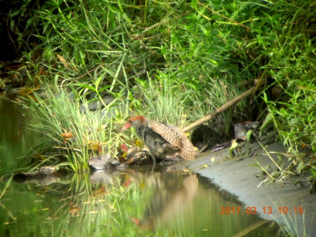 Slaty-breasted Rail - ML84721431